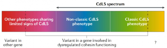Figure 2 The phenotypes classified as Cornelia de Lange Syndrome (CdLS) can be defined as a spectrum.