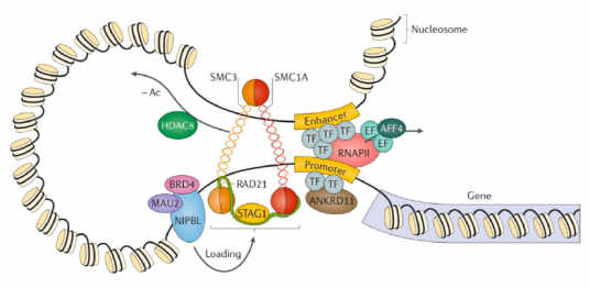 Frontiers  BETting on a Transcriptional Deficit as the Main Cause for  Cornelia de Lange Syndrome